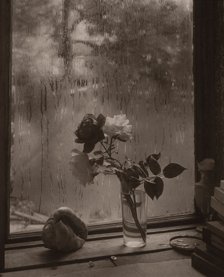 Josef Sudek, Last Roses, U-1934